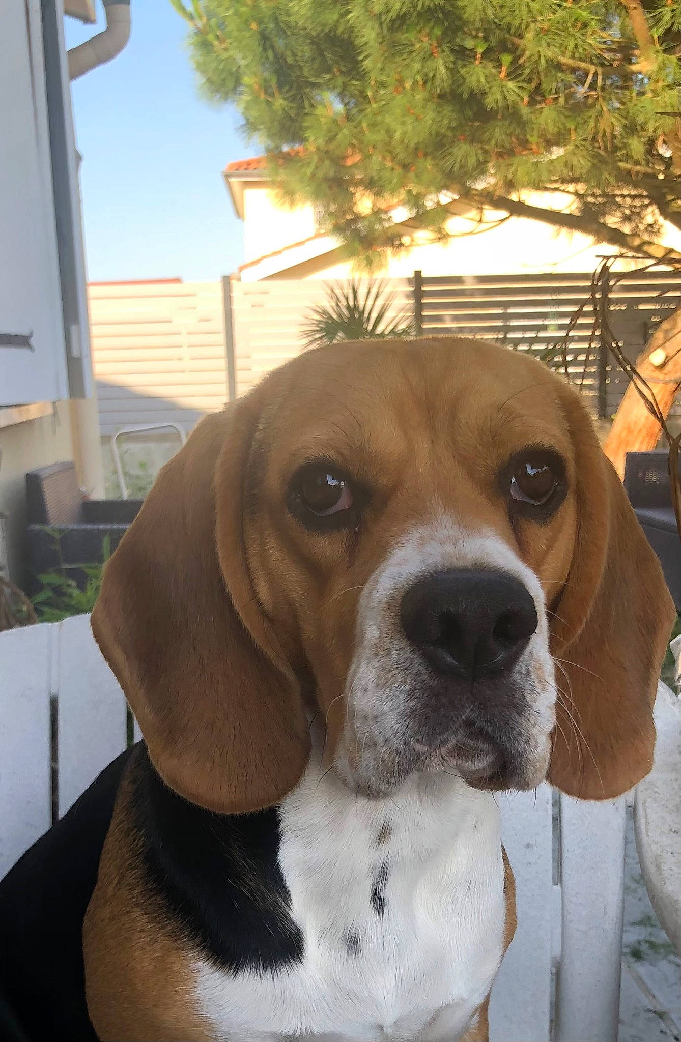 Tchiro participe au concours pour gagner de l'argent avec cette photo : canidae, carnivore, collar, companion_dog, dog, dog_breed, dog_collar, fawn, gun_dog, hound, liver, pet_supply, plant, scent_hound, sky, snout, sporting_group, tree, whiskers, working_animal