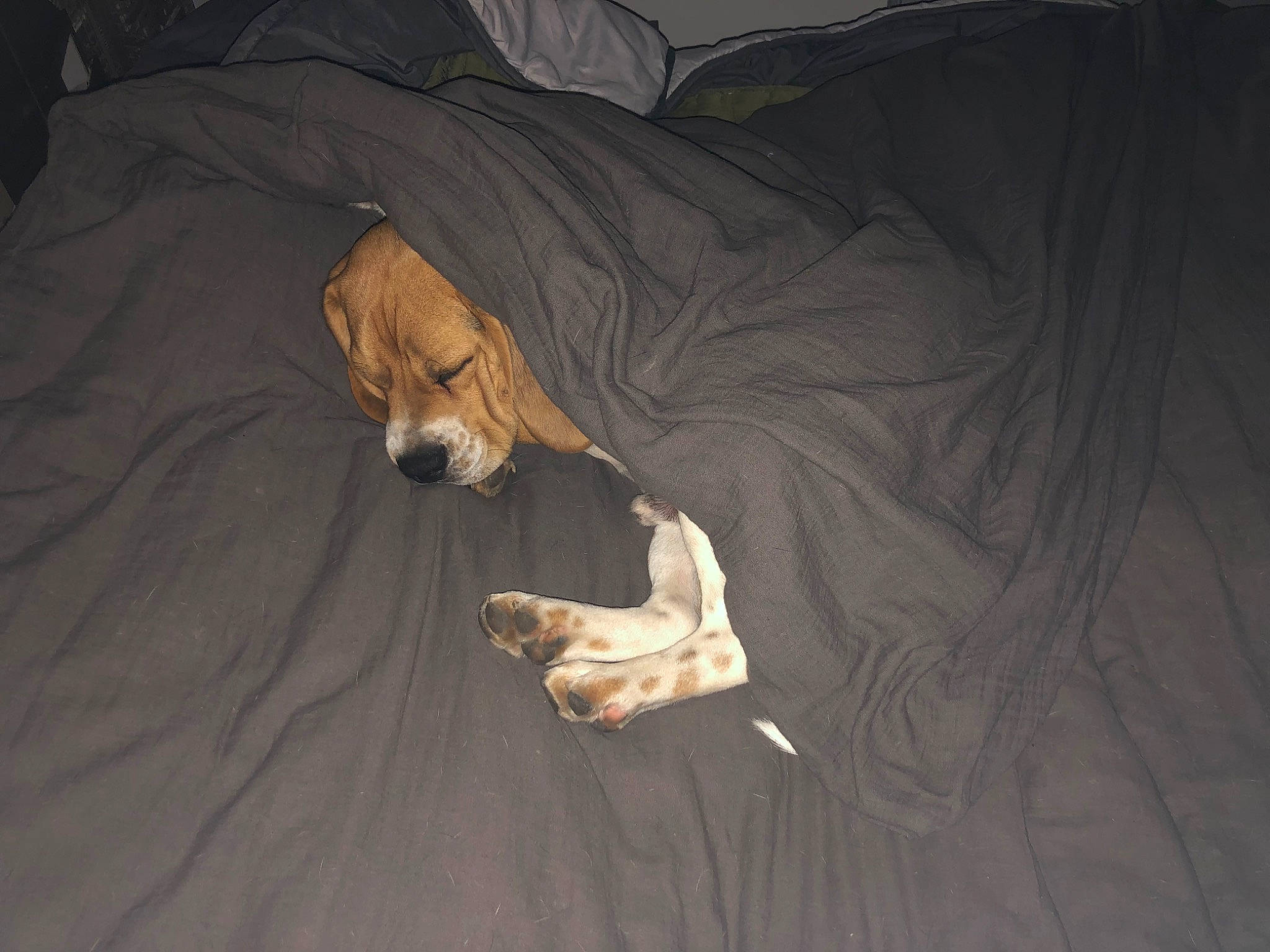 Tchiro participe au concours pour gagner de l'argent avec cette photo : brown, canidae, carnivore, comfort, companion_dog, darkness, dog, dog_breed, fawn, flooring, hardwood, linens, room, snout, sporting_group, tints_and_shades, toy_dog, whiskers, wood, working_animal