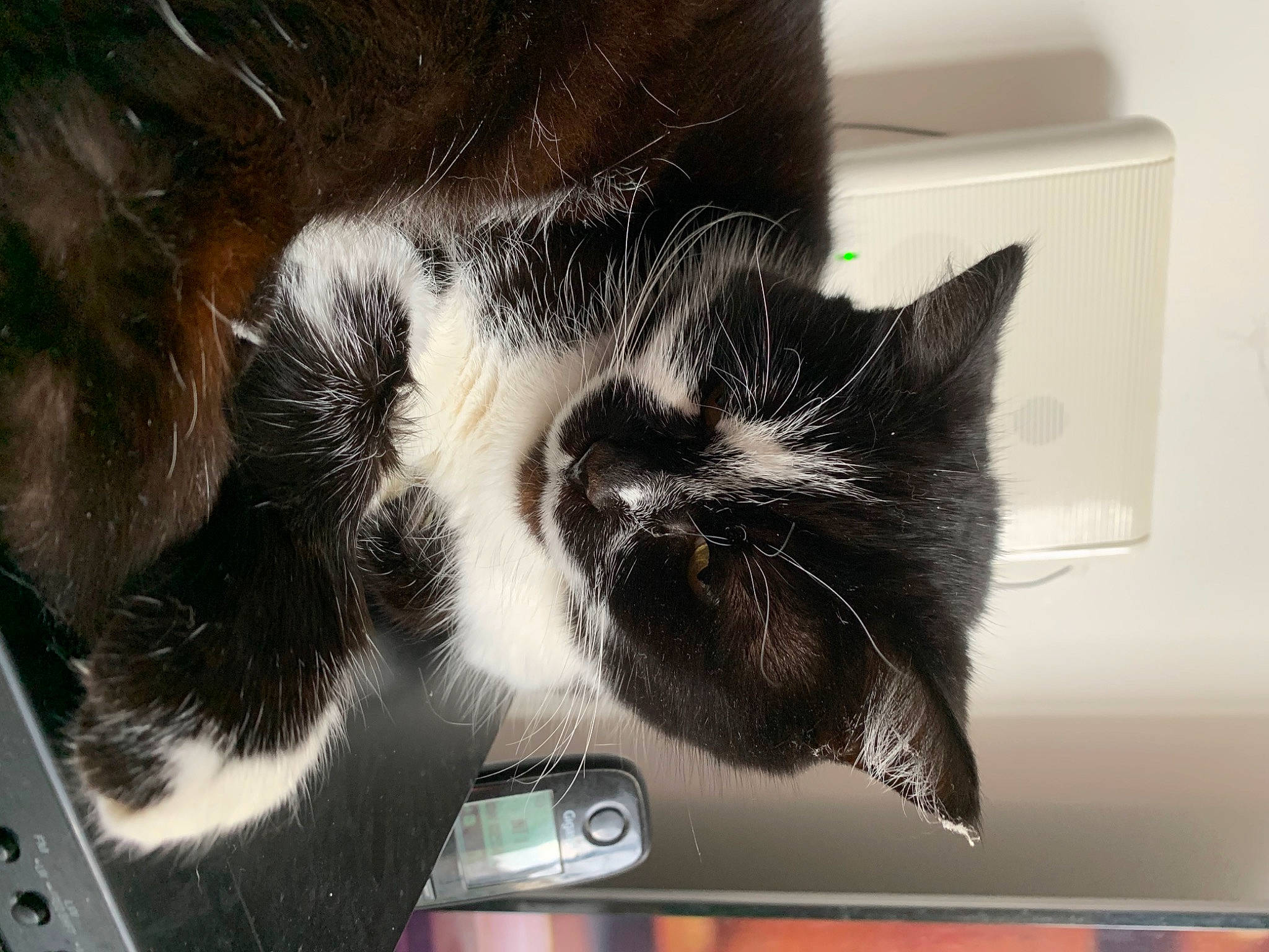 Caline participe au concours pour gagner de l'argent avec cette photo : box, carnivore, cat, claw, comfort, domestic_short_haired_cat, ear, felidae, fur, nap, paw, small_to_medium_sized_cats, snout, tail, whiskers, windshield