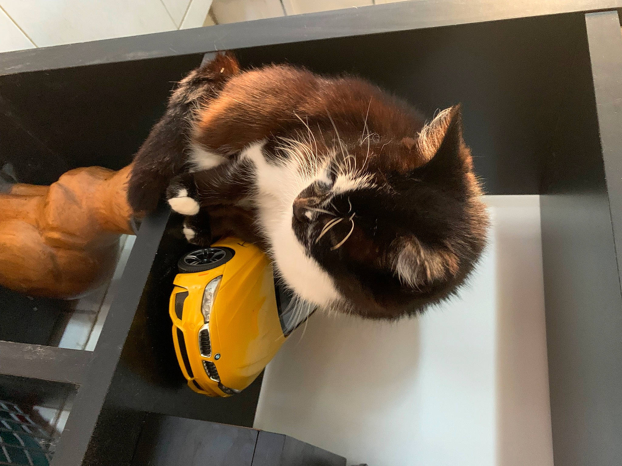 Caline a rejoint le concours — aidez-le/la à gagner de superbes lots ! audio_equipment, ball, carnivore, cat, felidae, football, fur, glove, lifebuoy, paw, personal_protective_equipment, room, small_to_medium_sized_cats, snout, sports_equipment, sports_gear, sportswear, tail, whiskers, window