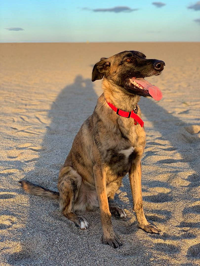 Nola participe au concours pour gagner de l'argent avec cette photo : beach, canidae, carnivore, cloud, collar, companion_dog, dog, dog_breed, dog_collar, fawn, landscape, ocean, sand, sea, singing_sand, sky, snout, sporting_group, working_animal, working_dog