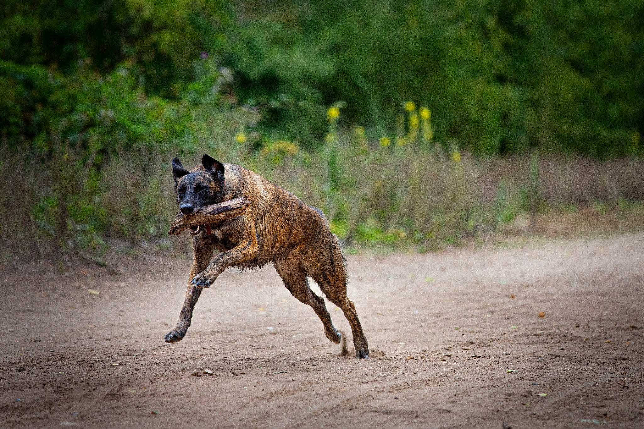 Nola participe au concours pour gagner de l'argent avec cette photo : canidae, carnivore, claw, dog, dog_breed, fawn, felidae, grass, hunting_dog, landscape, lycaon_pictus, marsupial, plant, road, soil, spotted_hyena, tail, terrestrial_animal, wildlife, wood