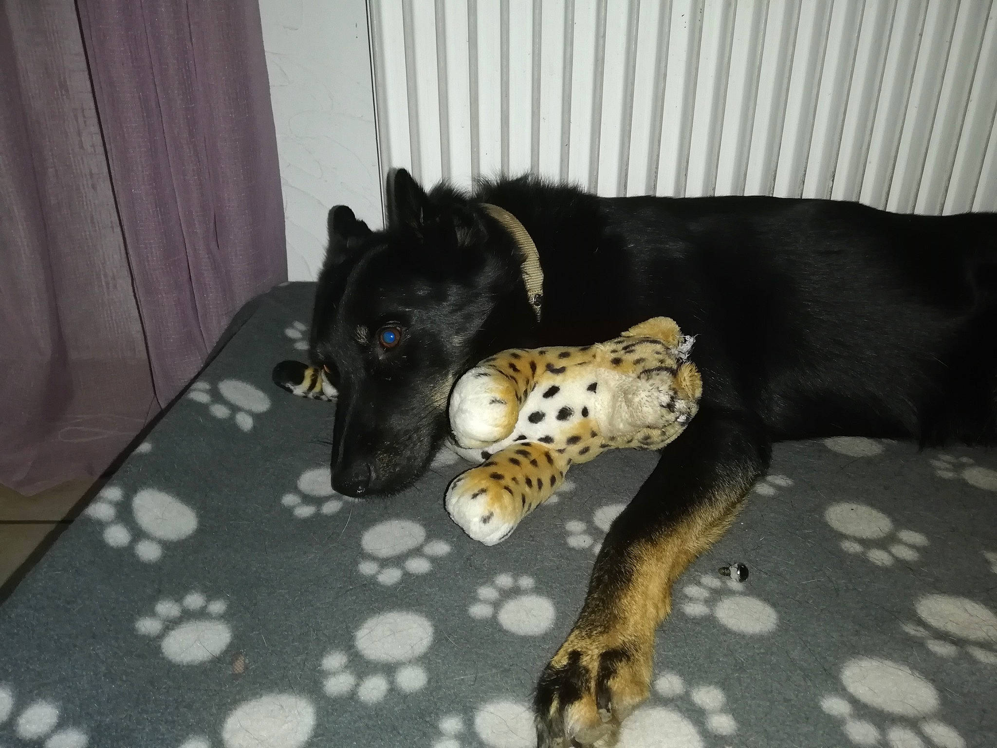 Aïko a rejoint le concours — aidez-le/la à gagner de superbes lots ! canidae, carnivore, comfort, companion_dog, dog, dog_breed, dog_supply, flooring, fur, guard_dog, jaguar, linens, mammal, paw, small_to_medium_sized_cats, snout, tail, terrestrial_animal, vertebrate, whiskers