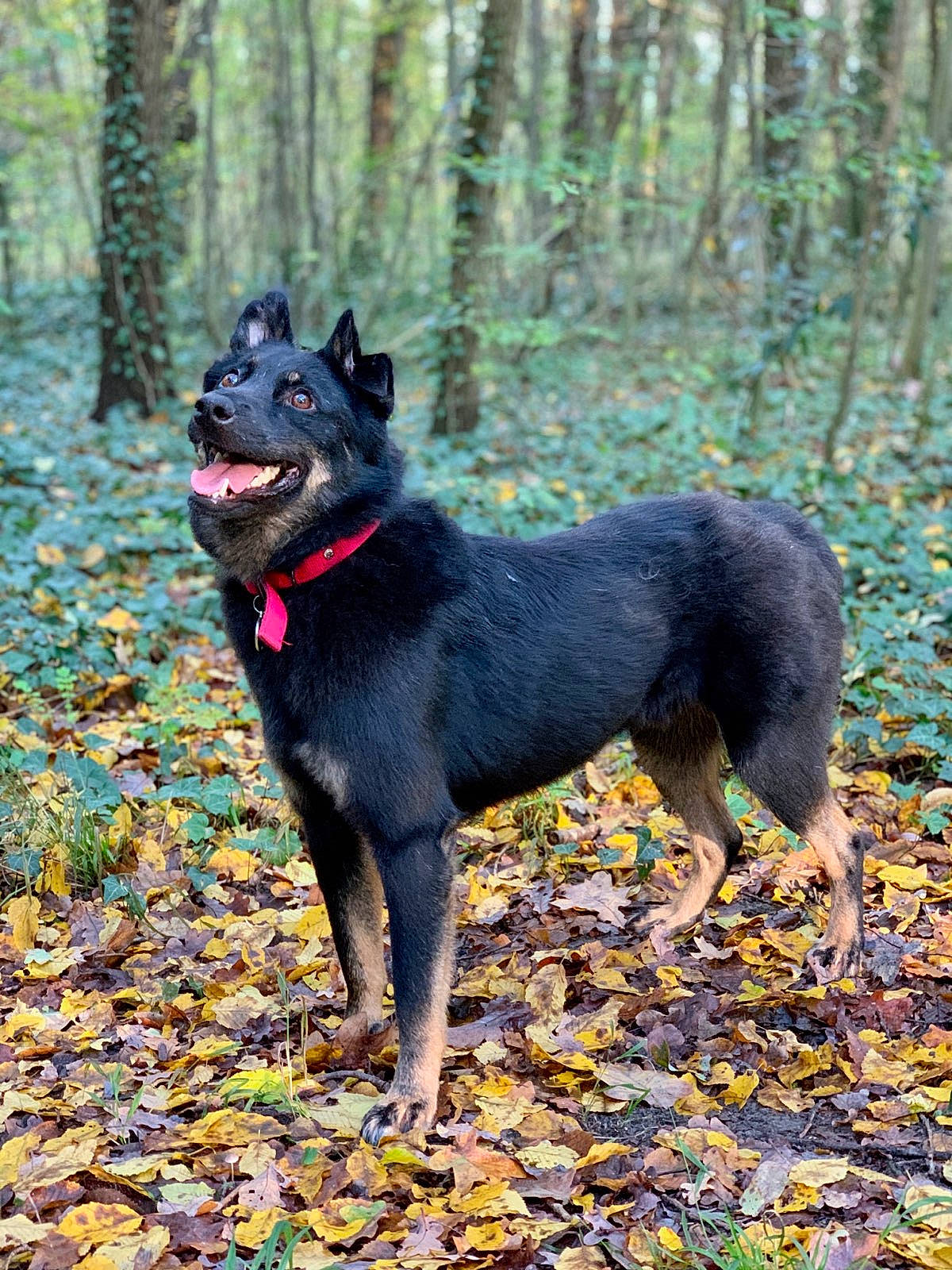 Aïko a rejoint le concours — aidez-le/la à gagner de superbes lots ! art, canidae, carnivore, companion_dog, dog, dog_breed, dog_supply, fawn, forest, guard_dog, non_sporting_group, northern_hardwood_forest, plant, sporting_group, tail, terrestrial_animal, tree, woodland, working_animal, working_dog
