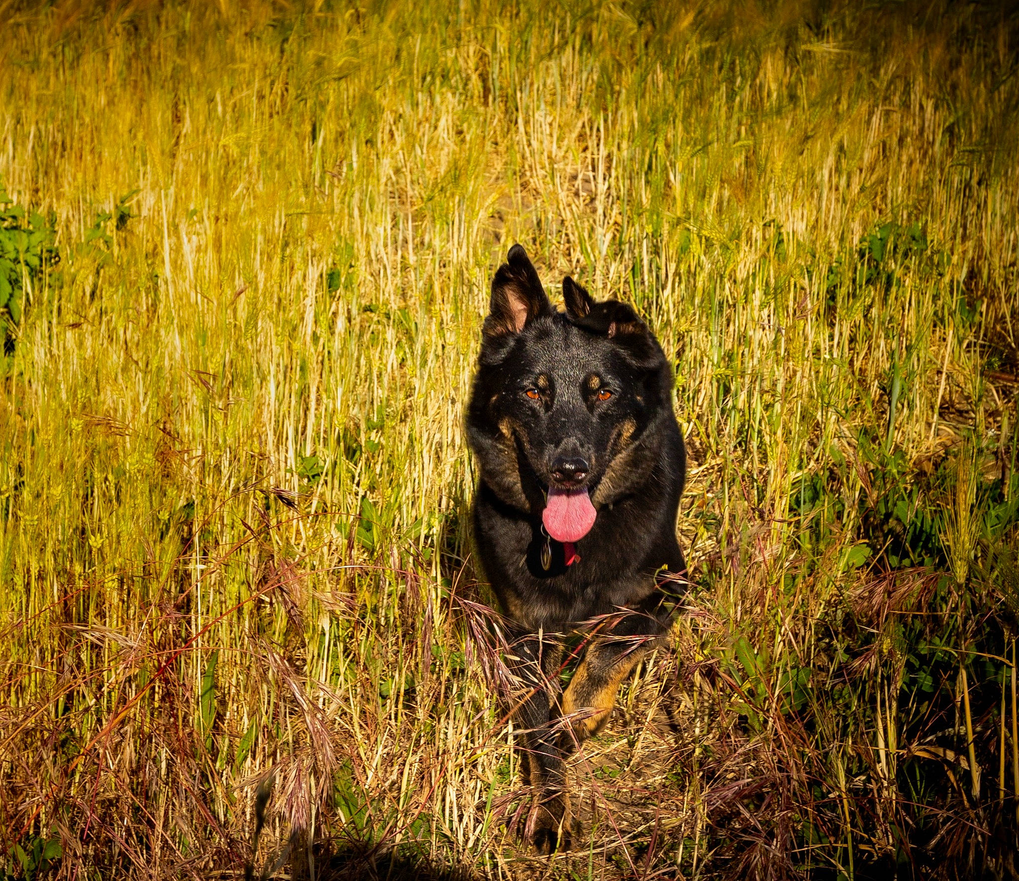 Aïko participe au concours pour gagner de l'argent avec cette photo : canidae, carnivore, dog, dog_breed, field, grass, grassland, herding_dog, landscape, meadow, natural_landscape, pasture, plant, prairie, snout, soil, sporting_group, terrestrial_animal, wood, working_animal