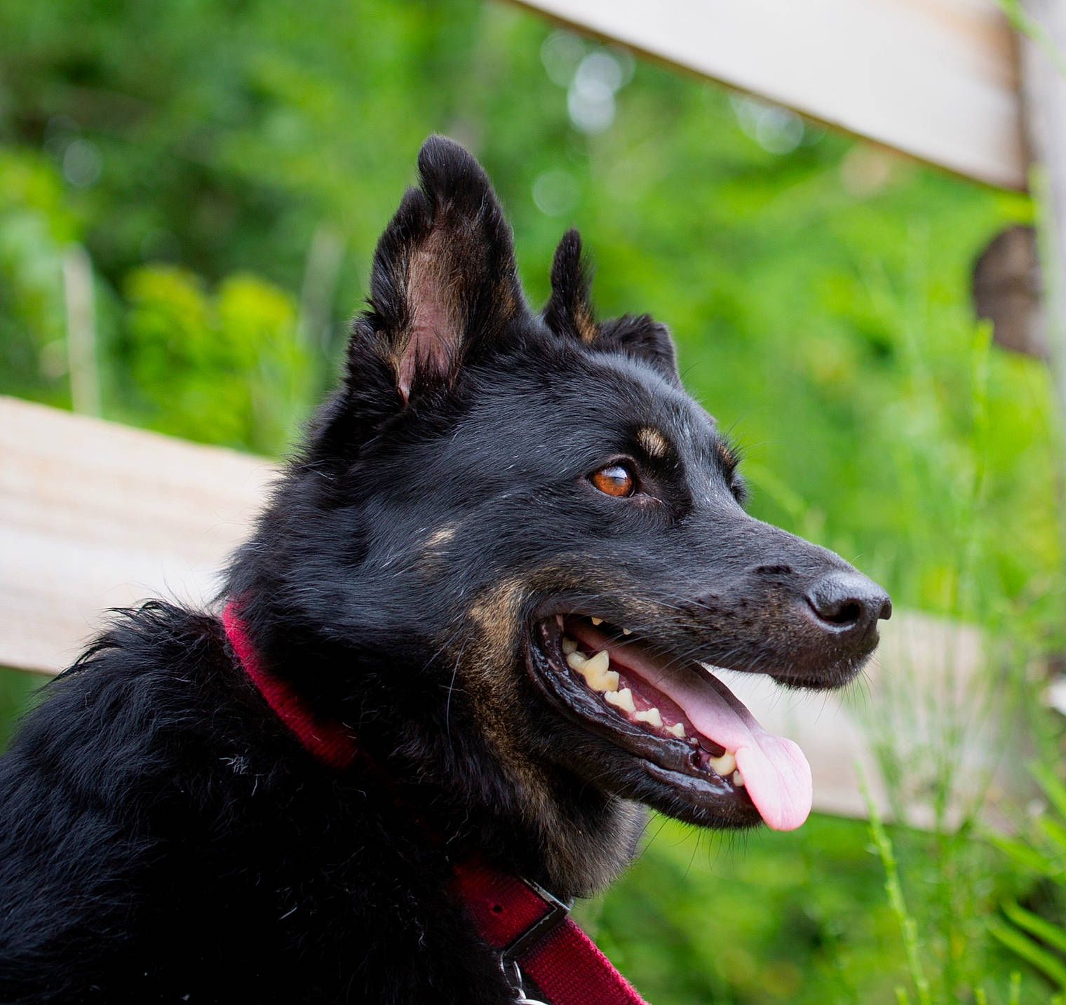 Aïko a rejoint le concours — aidez-le/la à gagner de superbes lots ! canidae, carnivore, collar, companion_dog, dog, dog_breed, dog_collar, fang, fur, grass, plant, snout, sporting_group, terrestrial_animal, whiskers, working_animal, working_dog