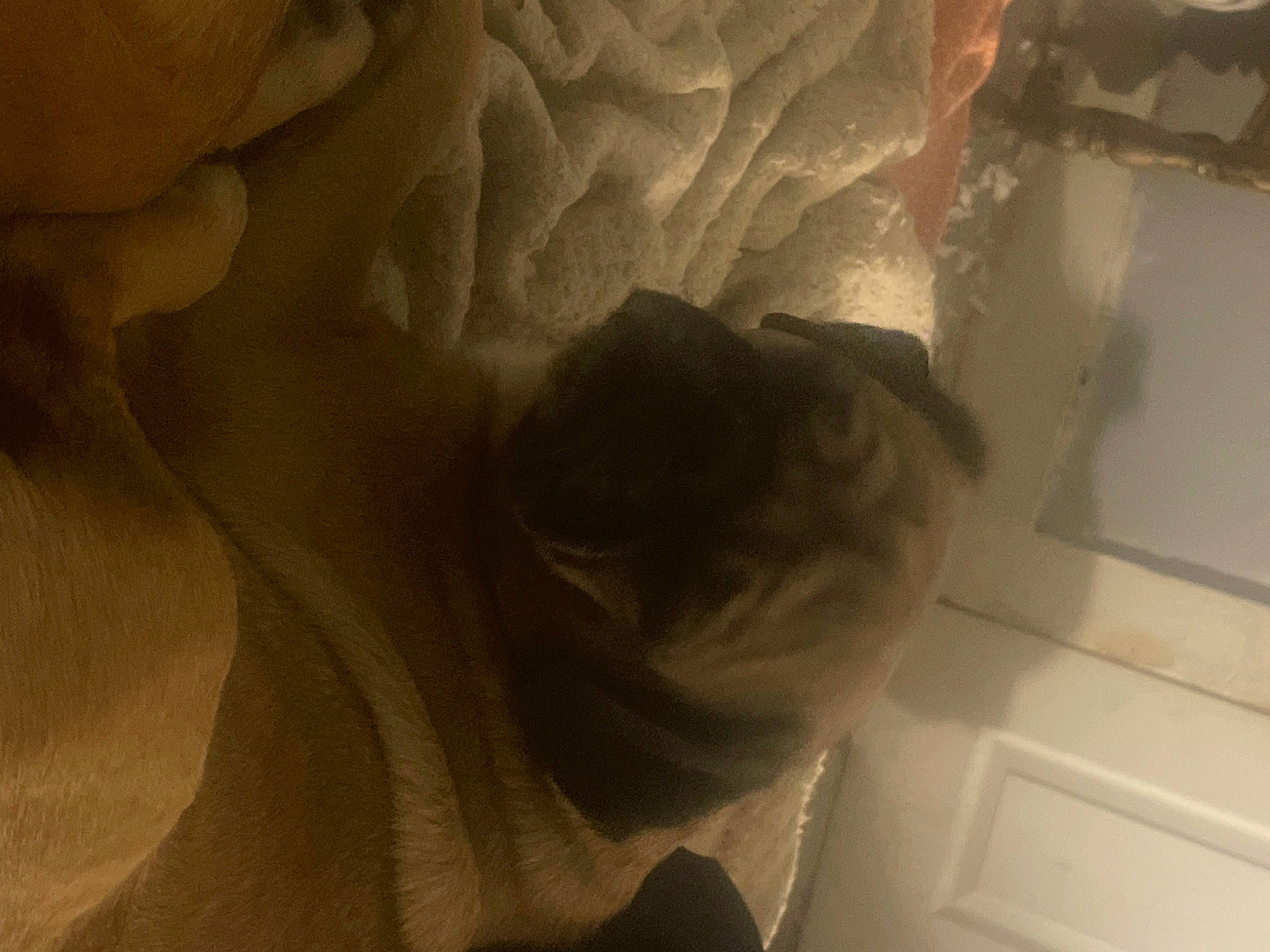 Racer joined the competition — help win amazing prizes! carnivore, ceiling, companion_dog, dog, eye, fawn, felidae, flooring, petal, plant, rose, rose_family, rose_order, shadow, small_to_medium_sized_cats, tints_and_shades, whiskers, window, wood, wrinkle