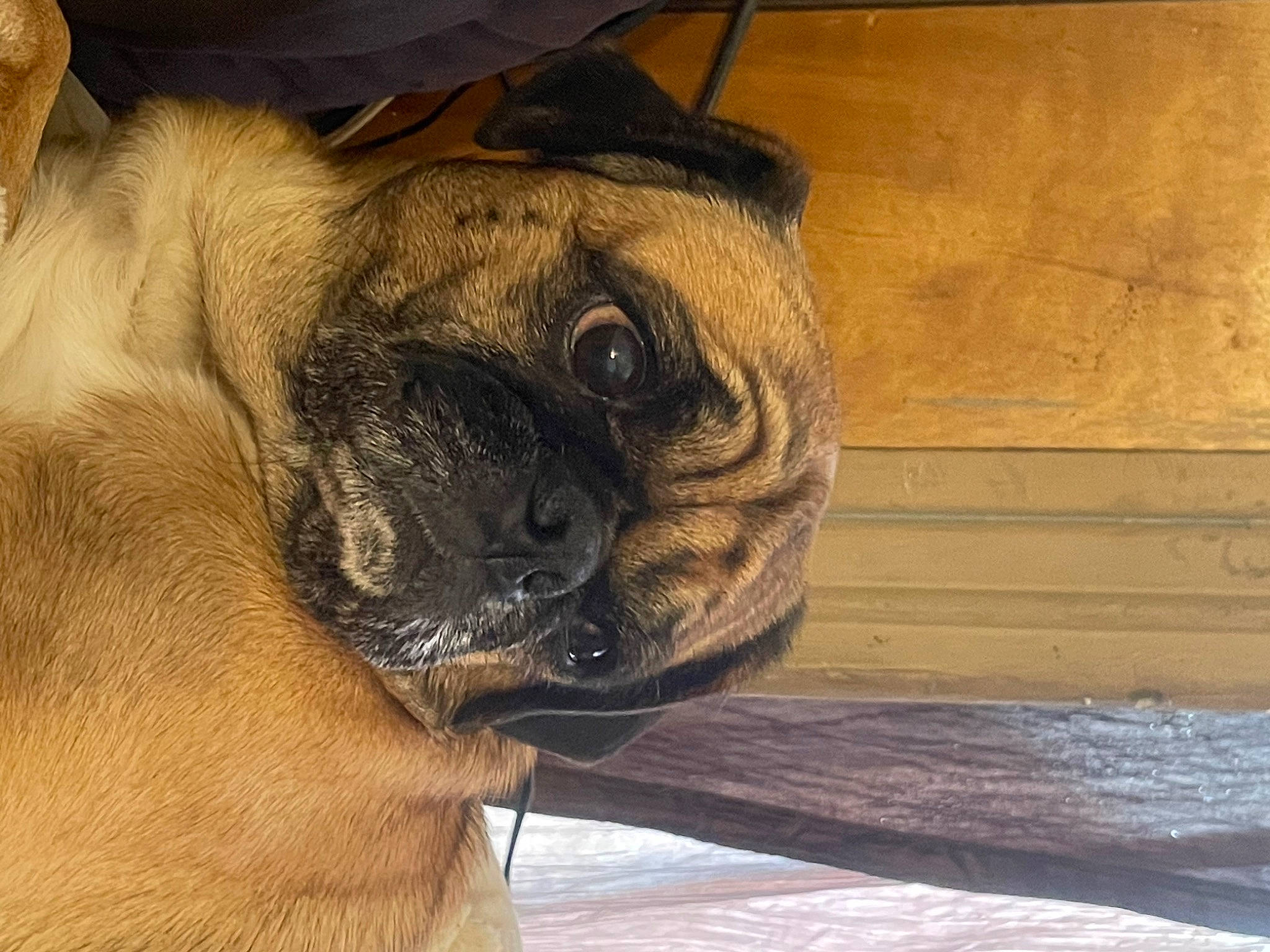 Racer joined the competition — help win amazing prizes! canidae, carnivore, companion_dog, dog, dog_breed, eye, fawn, hardwood, head, non_sporting_group, pug, snout, sporting_group, terrestrial_animal, toy_dog, whiskers, wood, working_animal, working_dog, wrinkle