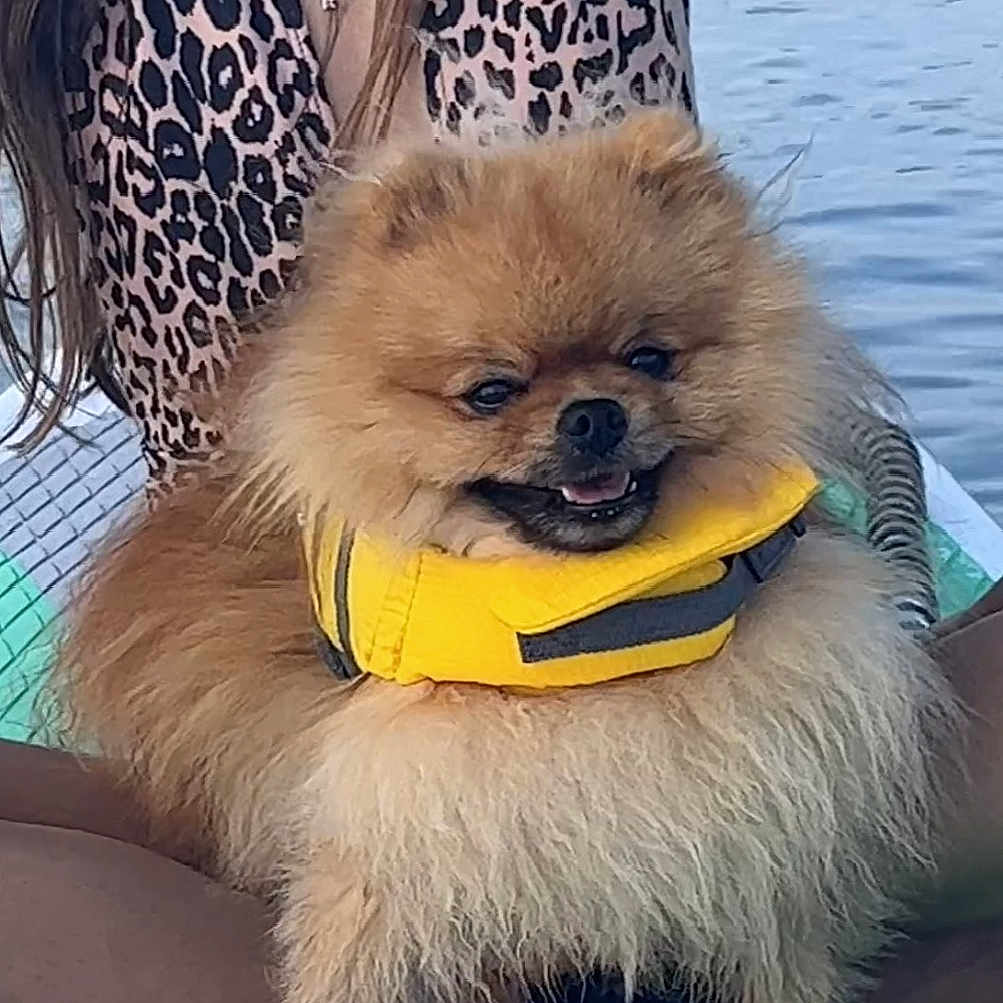 Milu is registered to the contest to win money with this photo: carnivore, companion_dog, dog, dog_breed, dog_clothes, dog_supply, electric_blue, fashion_accessory, fawn, fur, german_spitz, german_spitz_klein, german_spitz_mittel, snout, spitz, tail, toy_dog, water, working_animal, yellow