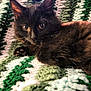 Raven is registered to the contest to win money with this photo: kitten, cat, black_cat, pet, animal, fur, whiskers, ears, eyes, paw, blanket, crochet, green, white, cozy, cute, indoor, resting, young, feline