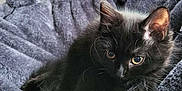 Raven joined the competition — help win amazing prizes! black_cat, kitten, cat_bed, plush, furry, curled_up, indoor, cozy, pet, animal, cute, whiskers, ears, tail, resting, soft_texture, fluffy, domestic_cat, close_up, relaxed
