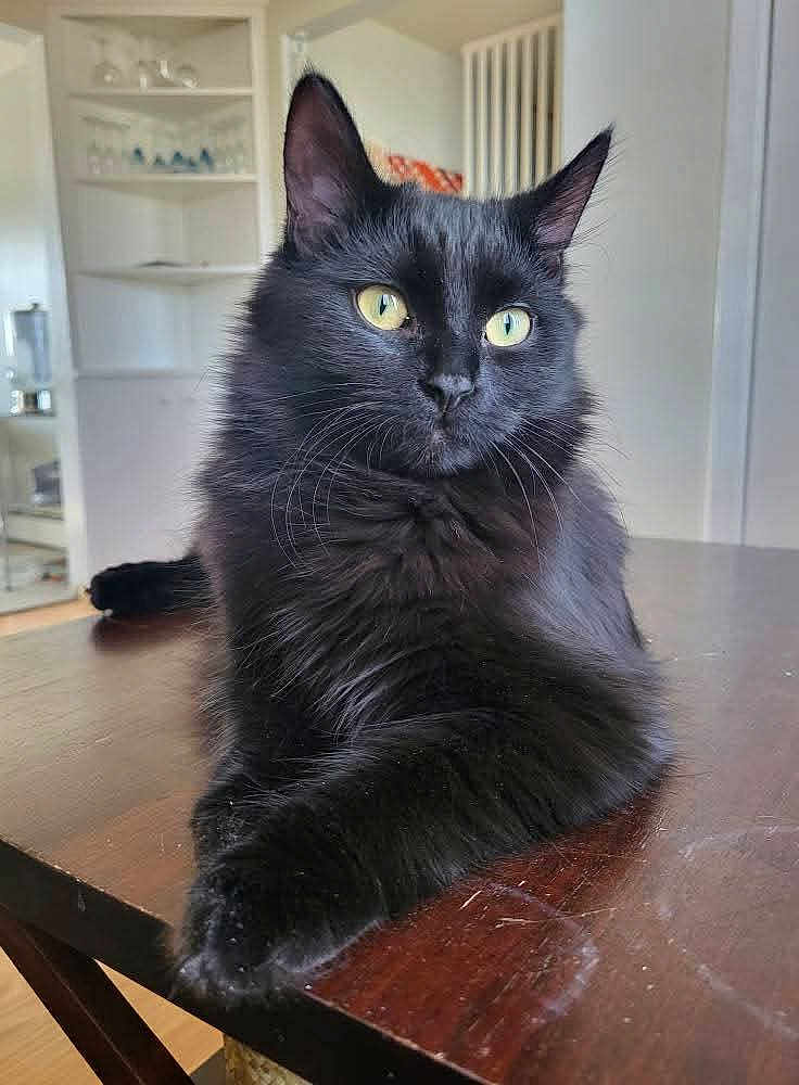 Raven joined the competition — help win amazing prizes! cat, black_cat, indoor, table, feline, pet, yellow_eyes, fluffy_fur, relaxed, home, wooden_table, domestic_animal, whiskers, ears, closeup, animal_portrait, furniture, sitting, curious, household