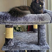 Raven is registered to the contest to win money with this photo: cat, black_cat, cat_tree, scratching_post, plush, indoor, window, yellow_eyes, feline, pet, animal, fur, relaxed, looking_out, vertical, multi_level, home, cozy, resting, curious