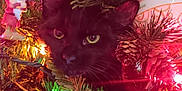 Fluffers joined the competition — help win amazing prizes! cat, black_cat, christmas_tree, ornaments, pine_cones, christmas_lights, festive, holiday, decorations, greenery, playful, pet, animal, indoors, colorful, christmas, tree_branch, closeup, cute, feline