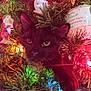 cat, black_cat, christmas_tree, ornaments, pine_cones, christmas_lights, festive, holiday, decorations, greenery, playful, pet, animal, indoors, colorful, christmas, tree_branch, closeup, cute, feline