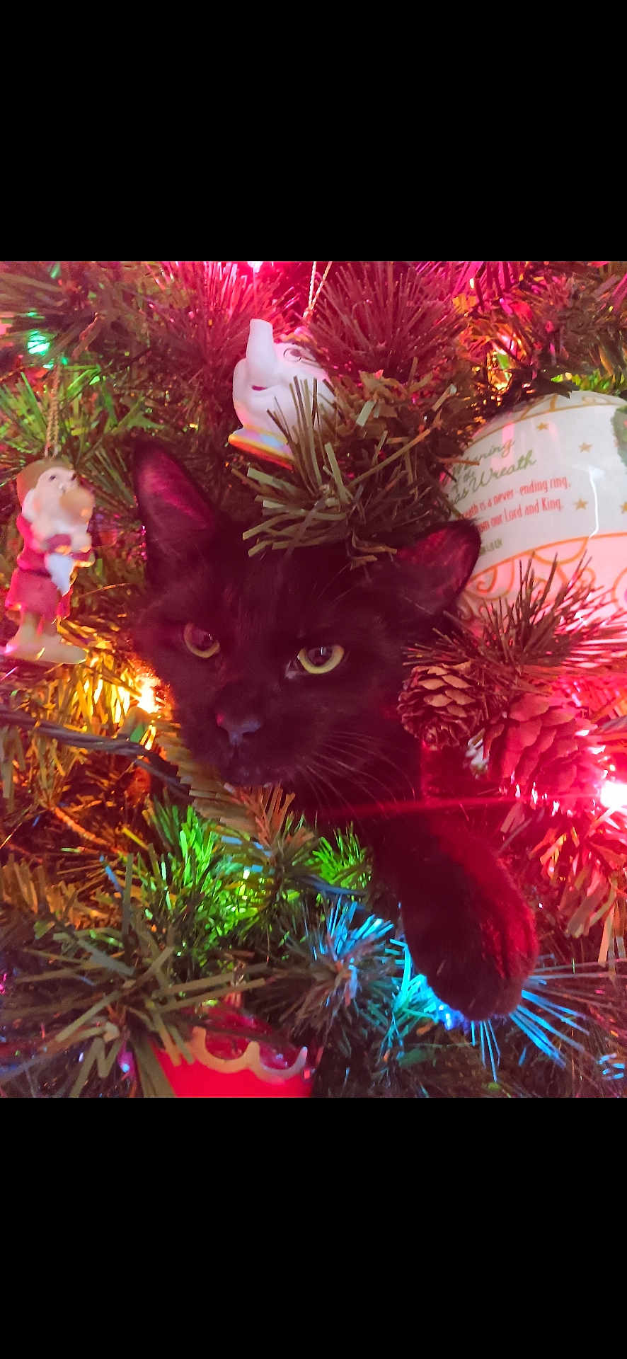 Fluffers joined the competition — help win amazing prizes! cat, black_cat, christmas_tree, ornaments, pine_cones, christmas_lights, festive, holiday, decorations, greenery, playful, pet, animal, indoors, colorful, christmas, tree_branch, closeup, cute, feline