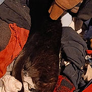 Fluffers is registered to the contest to win money with this photo: black_cat, cat, clothes, laundry, pile, fabric, textile, indoor, pet, animal, tail, feline, hiding, camouflage, colorful, soft, texture, messy, cozy, domestic