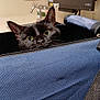 Fluffers is registered to the contest to win money with this photo: cat, black_cat, pet, carrier_bag, peeking, green_eyes, indoor, curious, feline, animal, face, ears, whiskers, fabric, zipper, computer_monitor, sink, room, household, closeup