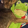 dog, plush_toy, frog, brown_fur, stuffed_animal, cuddling, sleeping, cozy, pet, soft_texture, indoor, resting, close_up, animal, comfort, blanket, friendship, cute, nap_time, toy