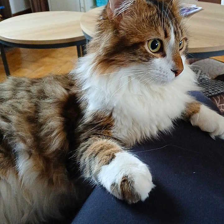 Simba a rejoint le concours — aidez-le/la à gagner de superbes lots ! animal, architecture, building, cat, computerhardware, couch, electronics, furniture, hardware, indoors, interiordesign, livingroom, monitor, pet, plant, pottedplant, room, screen, table, tv