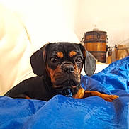 Aymee participe au concours pour gagner de l'argent avec cette photo : dog, black_and_brown, puppy, blanket, blue, couch, indoor, pet, canine, resting, fur, ears, animal, face, snout, eyes, home, wooden_barrel, cozy, portrait