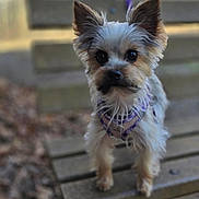 Luna joined the competition — help win amazing prizes! dog, small_dog, outdoor, bench, purple_harness, fluffy_fur, curious, alert, ears, pet, animal, canine, close_up, portrait, nature, wood, daylight, cute, young_dog, fur