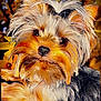 Luna joined the competition — help win amazing prizes! dog, yorkshire_terrier, pet, close_up, fur, hair_tuft, autumn, leaves, outdoor, cute, animal, portrait, small_dog, fluffy, brown, black, white, nose, eyes, ears