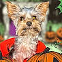 Luna joined the competition — help win amazing prizes! dog, yorkshire_terrier, pet, animal, orange_bucket, pumpkin, jack_o_lantern, halloween, decorations, cute, fur, ears, face, portrait, close_up, festive, holiday, background_blur, green_leaves, small_dog