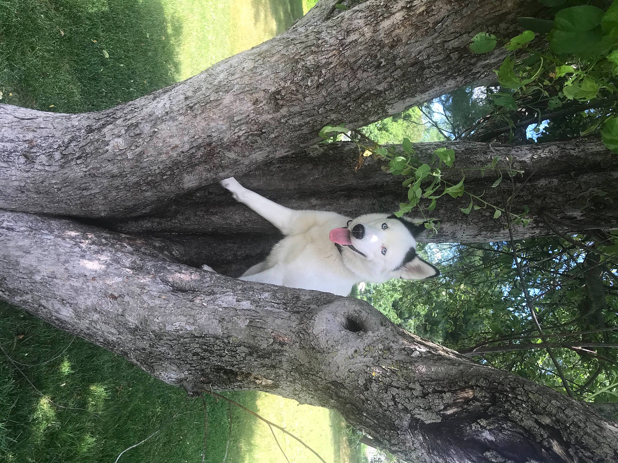 Akira joined the competition — help win amazing prizes! branch, canidae, carnivore, dog_breed, fawn, forest, jungle, marsupial, plant, sporting_group, tail, terrestrial_animal, terrestrial_plant, tree, trunk, twig, wildlife, wood, woodland, woody_plant
