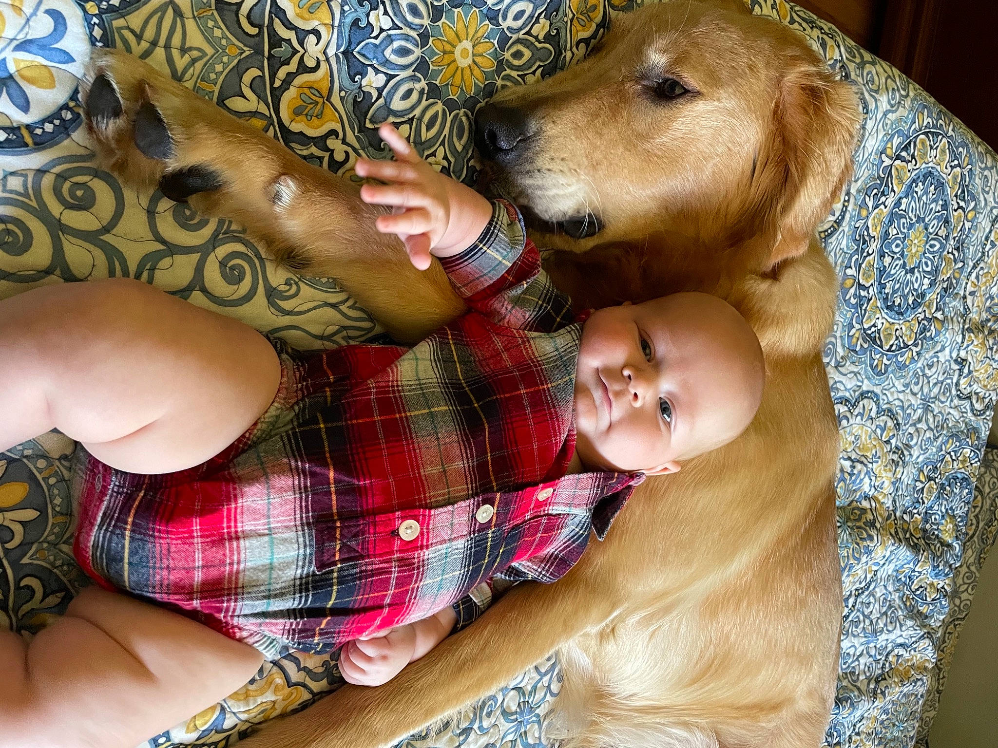 Atlas joined the competition — help win amazing prizes! abdomen, carnivore, chest, companion_dog, dog, dog_breed, elbow, fawn, happy, human_body, human_leg, mammal, organ, pattern, person, plaid, skin, tartan, thigh, trunk