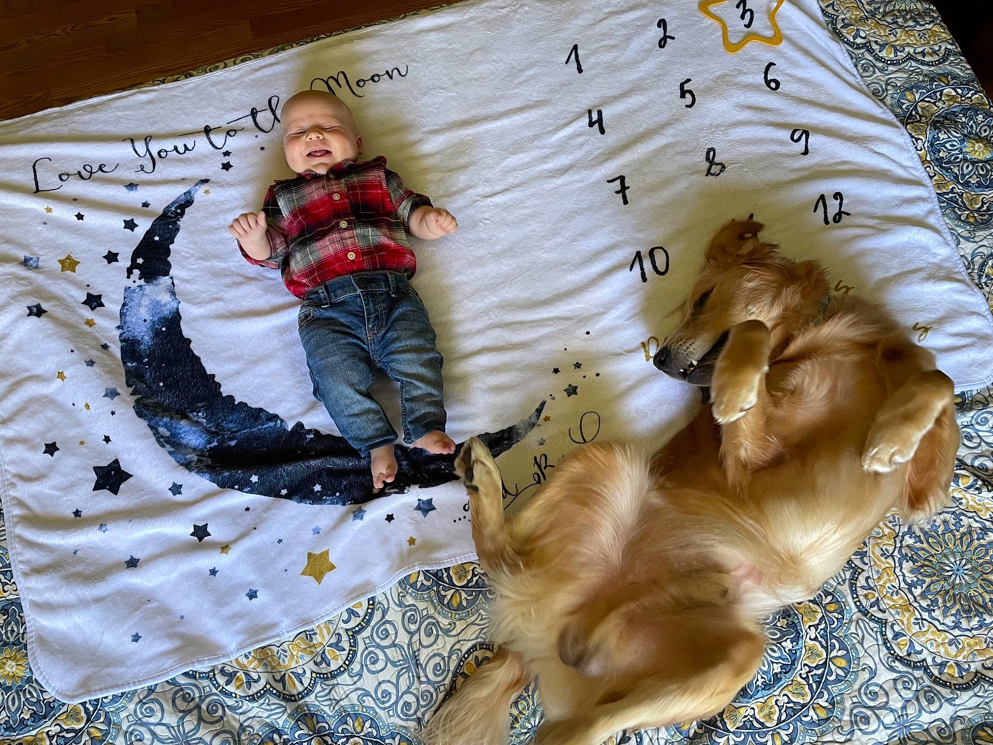 Atlas joined the competition — help win amazing prizes! baby_toddler_clothing, bedding, carnivore, comfort, companion_dog, dog_breed, fawn, fun, fur, happy, leisure, linens, mammal, pattern, people_in_nature, person, textile, toddler, tree, wood