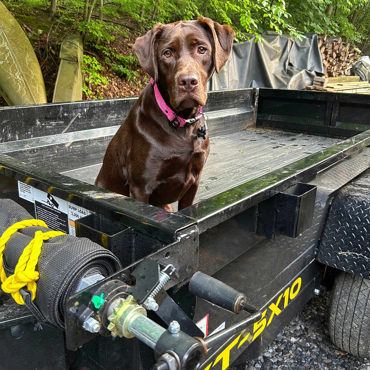 Riley joined the competition — help win amazing prizes! animal, brown, canine, chocolate, collar, dog, equipment, forest, gravel, labrador, metal, nature, outdoor, pet, sitting, trailer, trees, utility_trailer, vehicle, woodpile
