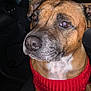 Tayron participe au concours pour gagner de l'argent avec cette photo : dog, brown_dog, pet, animal, red_sweater, car_interior, seat, close_up, portrait, canine, fur, ears, nose, paws, looking_away, domestic_animal, indoors, flash, seat_stitching, alert