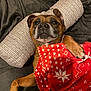 Tayron participe au concours pour gagner de l'argent avec cette photo : dog, blanket, pillow, resting, brown_fur, indoor, cozy, pet, canine, relaxed, lying_down, textile, pattern, red_blanket, white_pattern, cute, animal, comfort, snug, holiday