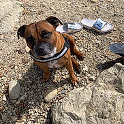 Tayron participe au concours pour gagner de l'argent avec cette photo : dog, brown_dog, rocky_ground, sandals, outdoor, sunlight, pet, canine, sitting, rocks, gravel, nature, animal, daylight, leisure, reflective_harness, pavement, shade, small_dog, companion