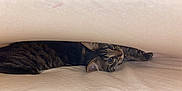 Rapido a rejoint le concours — aidez-le/la à gagner de superbes lots ! cat, tabby, animal, pet, indoor, bed, blanket, curious, hide_and_seek, fur, whiskers, ears, face, eyes, resting, soft, cozy, playful, cute, young