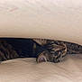cat, tabby, animal, pet, indoor, bed, blanket, curious, hide_and_seek, fur, whiskers, ears, face, eyes, resting, soft, cozy, playful, cute, young