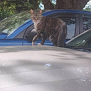 Mocha Coffee is registered to the contest to win money with this photo: animal, car, cat, curious, daytime, domestic_cat, fur, nature, outdoor, parked_car, pet, reflection, side_mirror, sunlight, tabby, tree, vehicle, walking, whiskers, window