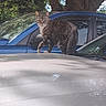 animal, car, cat, curious, daytime, domestic_cat, fur, nature, outdoor, parked_car, pet, reflection, side_mirror, sunlight, tabby, tree, vehicle, walking, whiskers, window