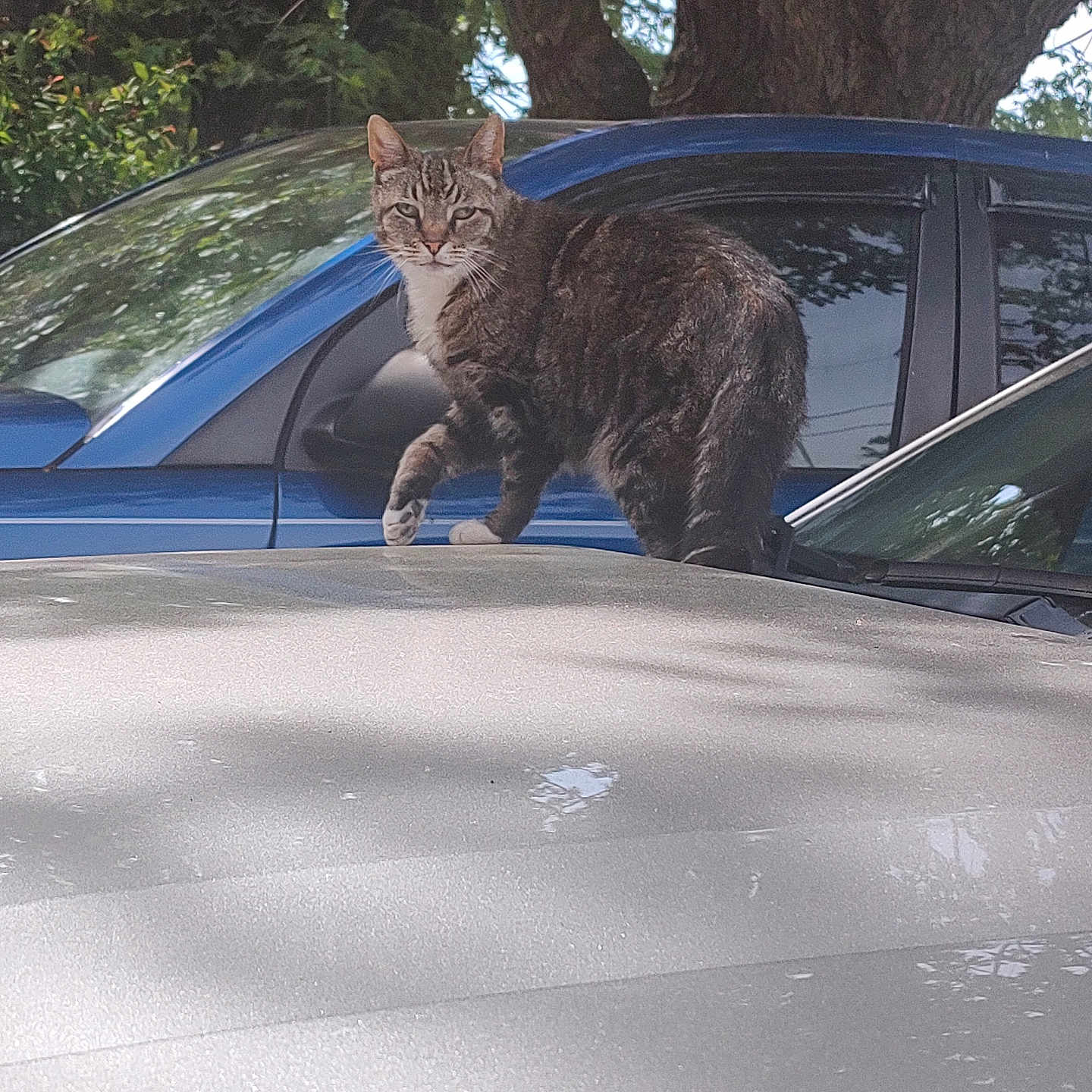 Mocha Coffee is registered to the contest to win money with this photo: animal, car, cat, curious, daytime, domestic_cat, fur, nature, outdoor, parked_car, pet, reflection, side_mirror, sunlight, tabby, tree, vehicle, walking, whiskers, window