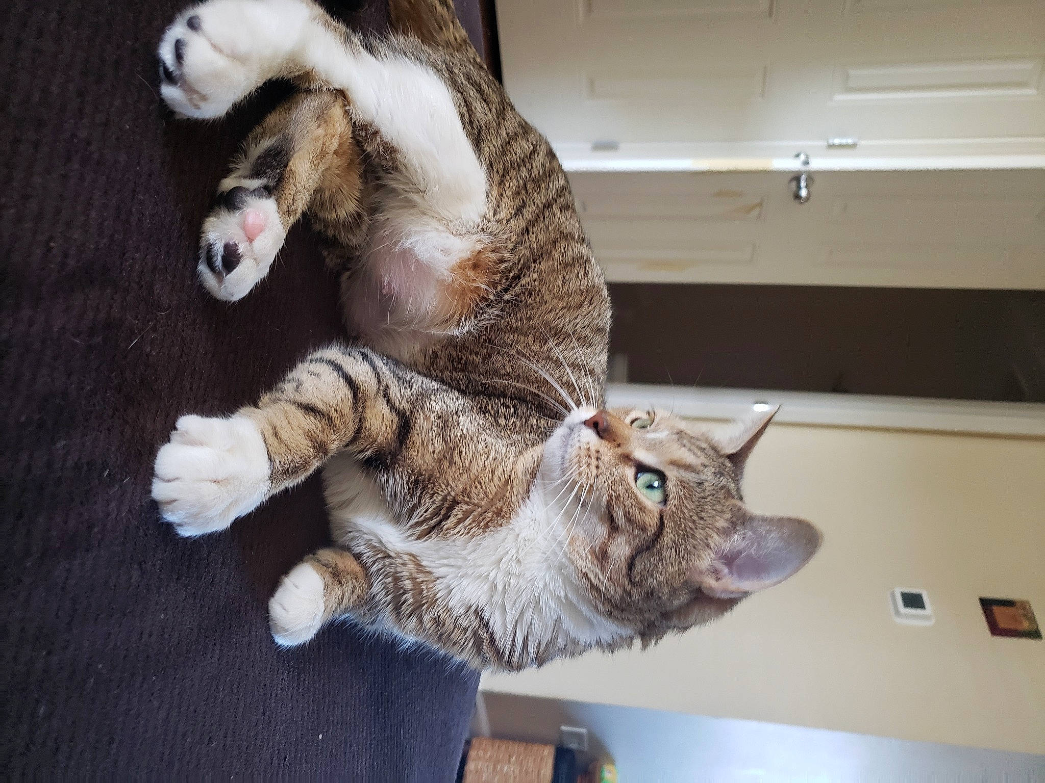 Gadget joined the competition — help win amazing prizes! carnivore, cat, claw, domestic_short_haired_cat, dragon_li, european_shorthair, felidae, fur, paw, small_to_medium_sized_cats, tabby_cat, tail, whiskers