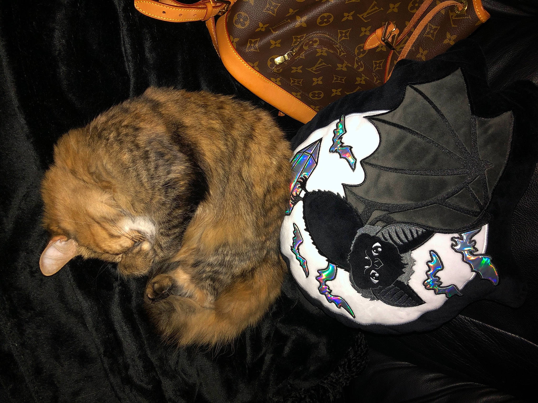 Gigi joined the competition — help win amazing prizes! bag, baggage, brown, canidae, carnivore, cat, collar, comfort, darkness, dog_breed, domestic_short_haired_cat, fashion_accessory, felidae, fur, pattern, small_to_medium_sized_cats, snout, sporting_group, tail, whiskers