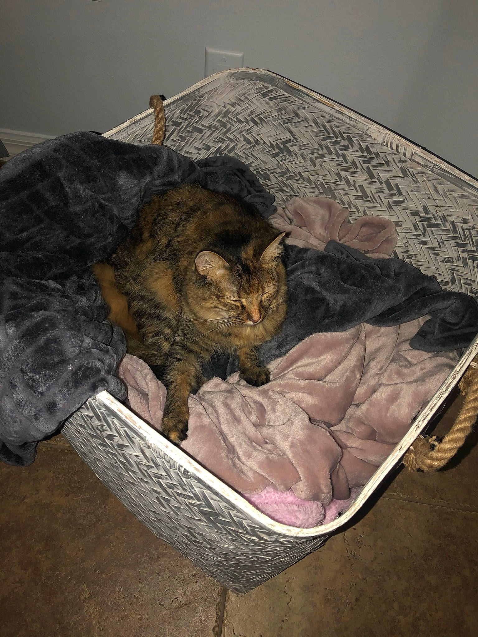 Gigi is registered to the contest to win money with this photo: bag, baggage, basket, carnivore, cat, cat_supply, chair, comfort, domestic_short_haired_cat, felidae, fur, linens, luggage_and_bags, nap, sitting, sleep, small_to_medium_sized_cats, tail, terrestrial_animal, whiskers