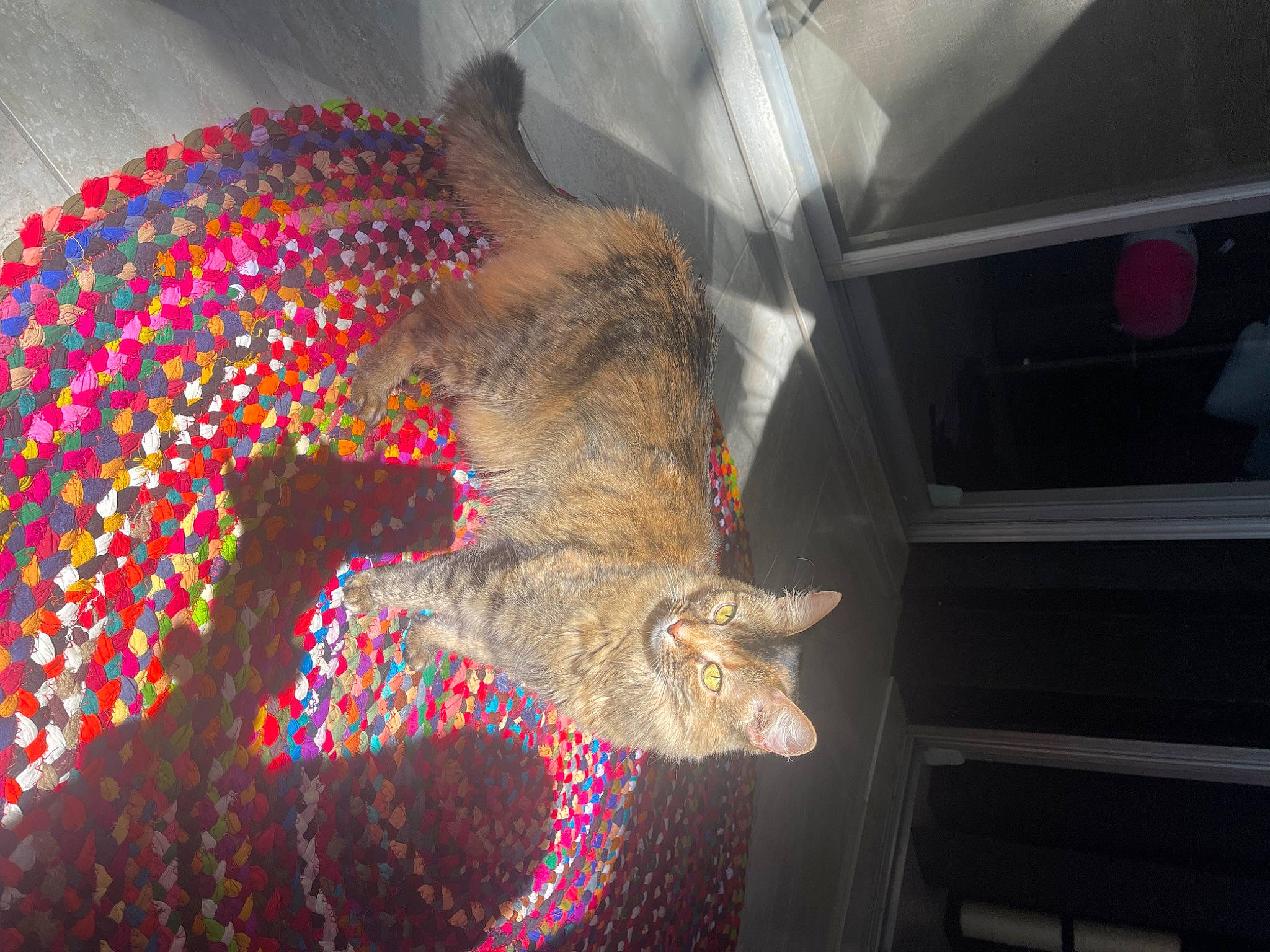 Gigi joined the competition — help win amazing prizes! carnivore, cat, claw, darkness, domestic_short_haired_cat, fawn, felidae, flesh, fur, magenta, mammal, pattern, room, small_to_medium_sized_cats, tail, vertebrate, visual_arts, whiskers