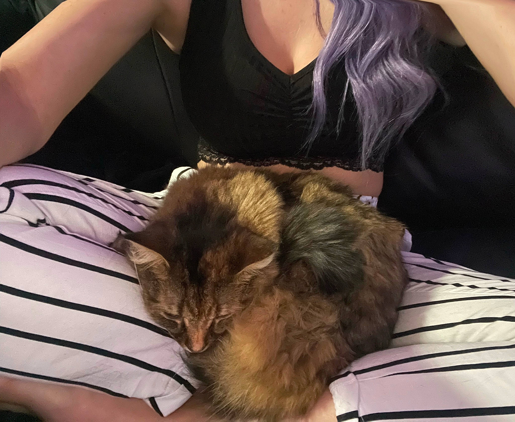 Gigi is registered to the contest to win money with this photo: canidae, carnivore, cat, claw, comfort, companion_dog, domestic_short_haired_cat, ear, fawn, felidae, fur, lap, nap, puppy, sitting, sleep, small_to_medium_sized_cats, sporting_group, whiskers, wildlife