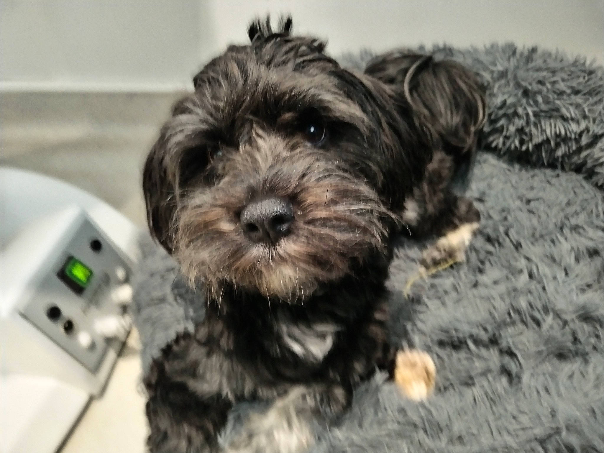 Swann participe au concours pour gagner de l'argent avec cette photo : carnivore, companion_dog, dog, dog_breed, firefighter, fur, lcd_projector, non_sporting_group, poodle_crossbreed, shih_poo, small_terrier, sporting_group, terrestrial_animal, terrier, toy_dog, wall_socket, water_dog, working_animal, yorkipoo