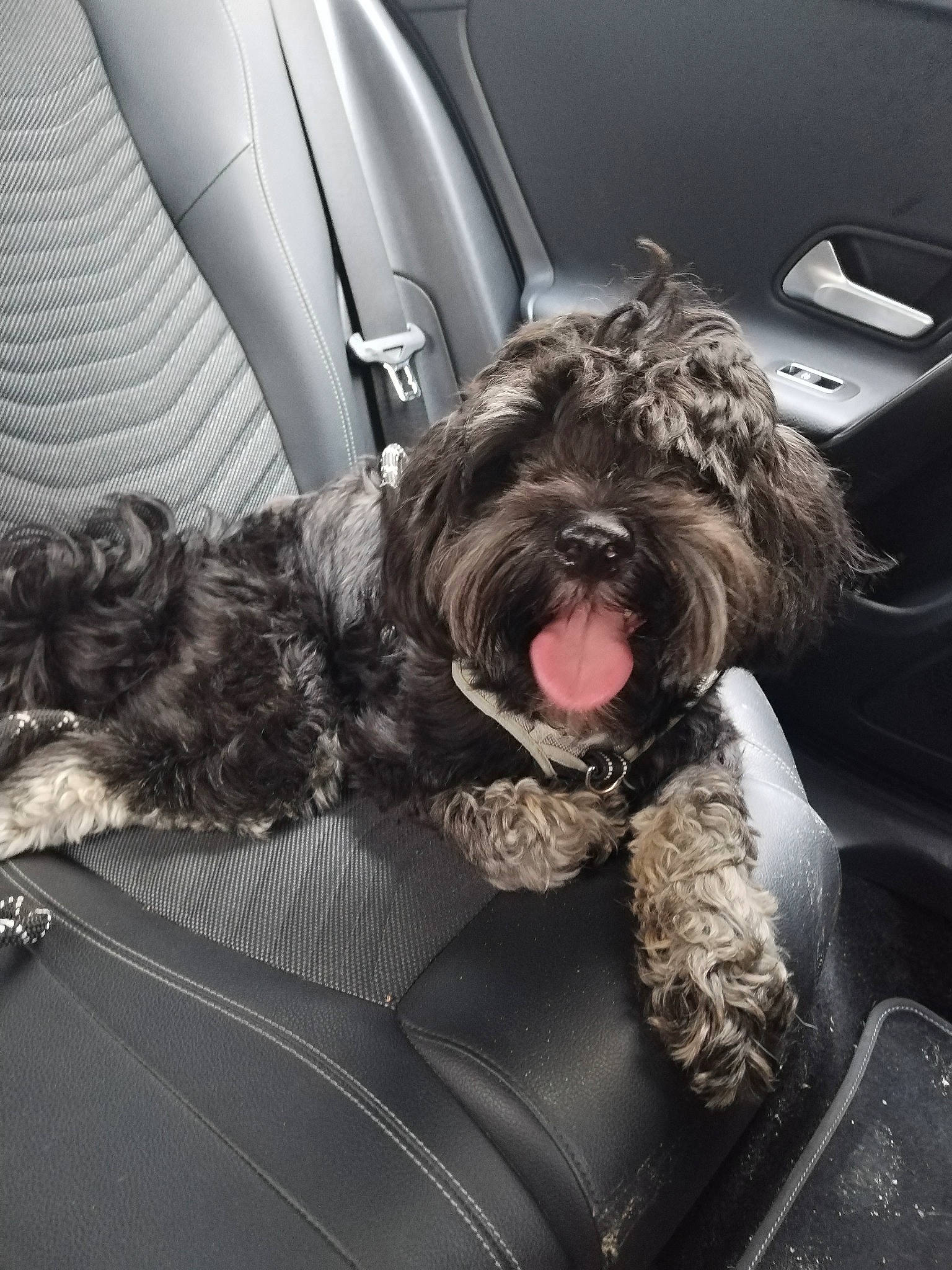 Swann a rejoint le concours — aidez-le/la à gagner de superbes lots ! auto_part, automotive_design, canidae, car, car_seat, car_seat_cover, carnivore, comfort, companion_dog, dog, dog_breed, family_car, fur, luxury_vehicle, personal_luxury_car, seat_belt, sporting_group, terrier, toy_dog, vehicle