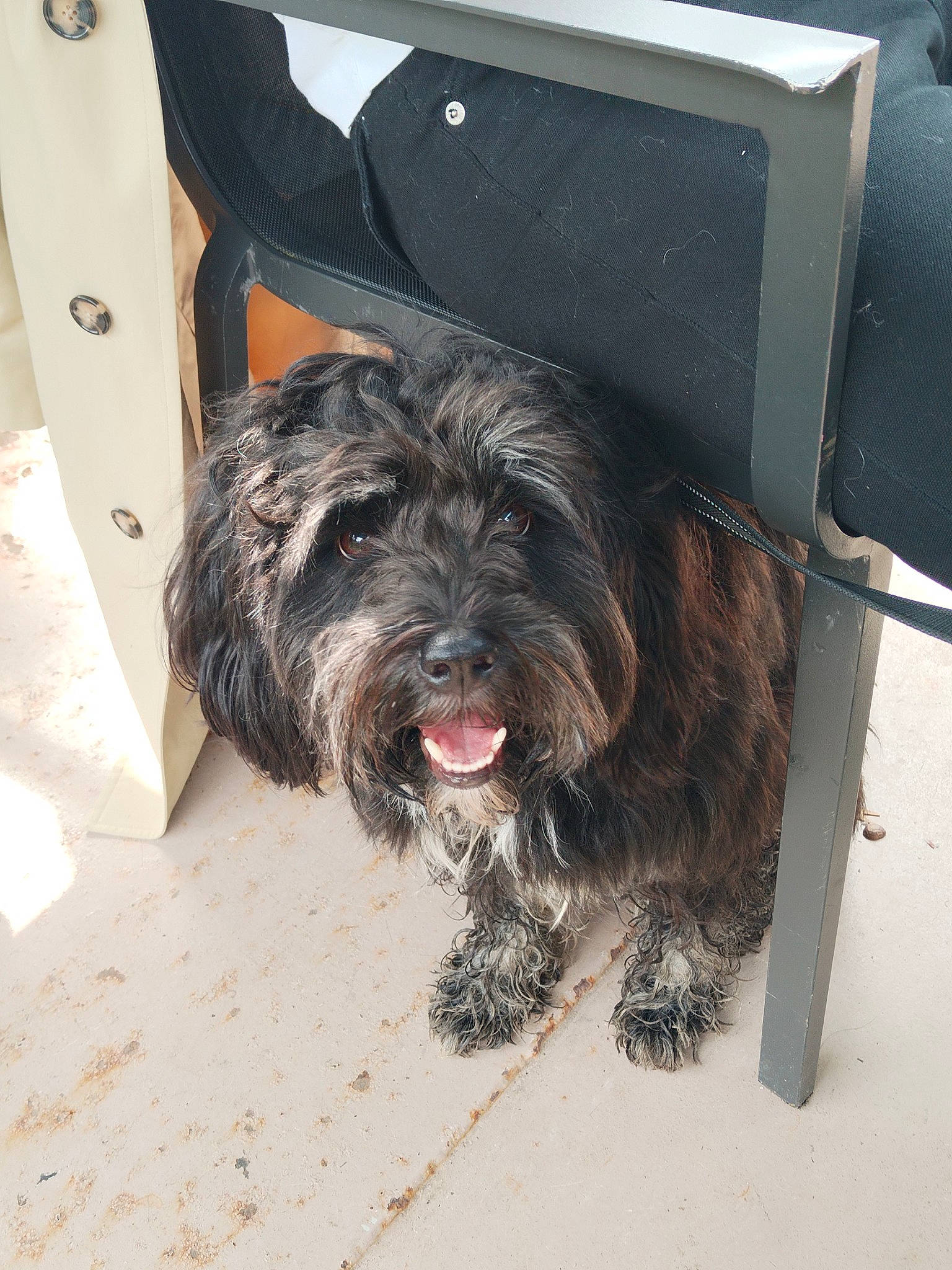 Swann a rejoint le concours — aidez-le/la à gagner de superbes lots ! automotive_tire, canidae, carnivore, companion_dog, dog, dog_breed, dog_collar, dog_supply, flooring, foot, fur, labradoodle, liver, small_terrier, snout, sporting_group, terrier, toy_dog, water_dog, working_animal