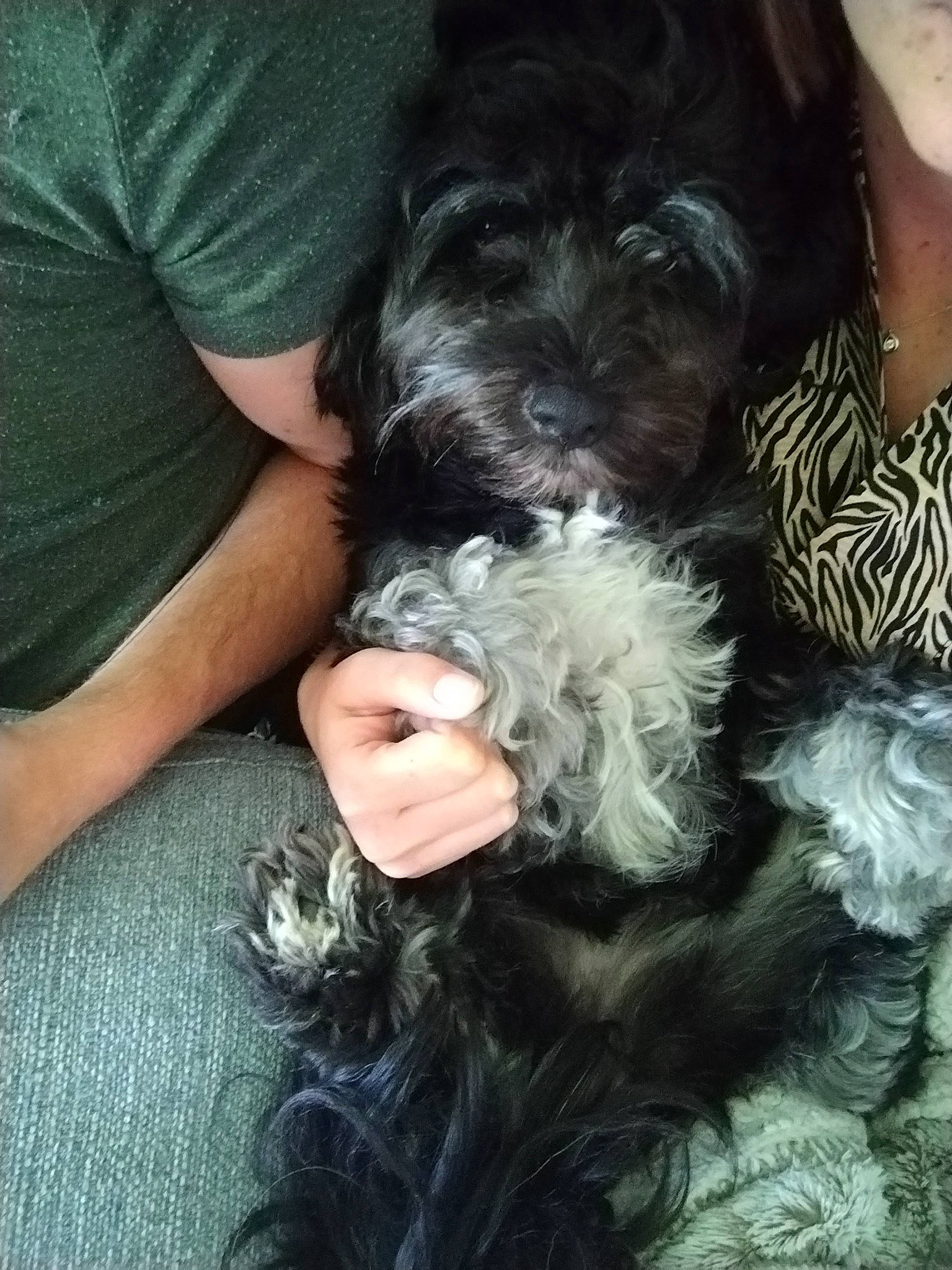 Swann a rejoint le concours — aidez-le/la à gagner de superbes lots ! canidae, carnivore, comfort, companion_dog, dog, dog_breed, fur, liver, maltepoo, non_sporting_group, poodle_crossbreed, puppy, puppy_love, small_terrier, snout, sporting_group, terrier, toy_dog, working_animal, yorkipoo