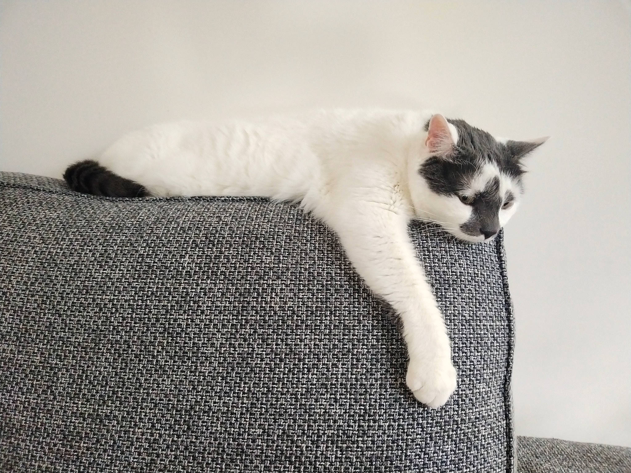 Flume a rejoint le concours — aidez-le/la à gagner de superbes lots ! carnivore, cat, claw, comfort, domestic_short_haired_cat, felidae, flooring, foot, fur, grey, human_leg, monochrome_photography, pattern, paw, sitting, small_to_medium_sized_cats, snout, tail, whiskers, wood